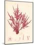 Red Botanical Study II-Kimberly Poloson-Mounted Premium Giclee Print