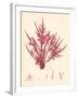 Red Botanical Study II-Kimberly Poloson-Framed Premium Giclee Print