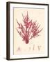 Red Botanical Study II-Kimberly Poloson-Framed Premium Giclee Print