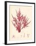 Red Botanical Study II-Kimberly Poloson-Framed Premium Giclee Print