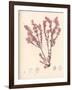 Red Botanical Study III-Kimberly Poloson-Framed Art Print
