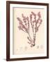 Red Botanical Study III-Kimberly Poloson-Framed Art Print