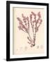 Red Botanical Study III-Kimberly Poloson-Framed Art Print