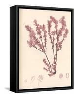 Red Botanical Study III-Kimberly Poloson-Framed Stretched Canvas