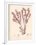 Red Botanical Study III-Kimberly Poloson-Framed Premium Giclee Print