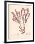 Red Botanical Study III-Kimberly Poloson-Framed Premium Giclee Print