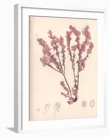 Red Botanical Study III-Kimberly Poloson-Framed Premium Giclee Print