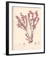 Red Botanical Study III-Kimberly Poloson-Framed Premium Giclee Print