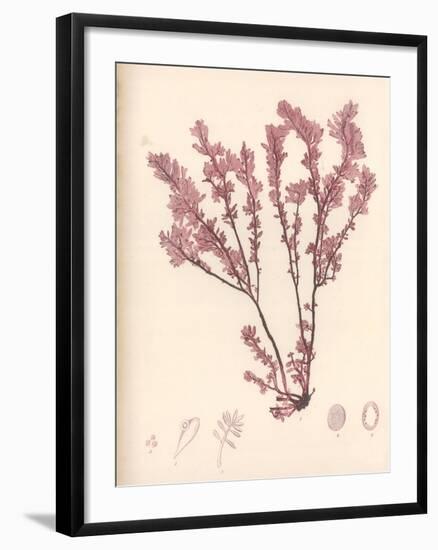 Red Botanical Study III-Kimberly Poloson-Framed Premium Giclee Print