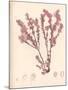 Red Botanical Study III-Kimberly Poloson-Mounted Premium Giclee Print
