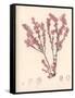 Red Botanical Study III-Kimberly Poloson-Framed Stretched Canvas