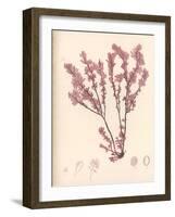 Red Botanical Study III-Kimberly Poloson-Framed Art Print