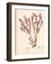 Red Botanical Study III-Kimberly Poloson-Framed Art Print