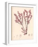Red Botanical Study III-Kimberly Poloson-Framed Art Print