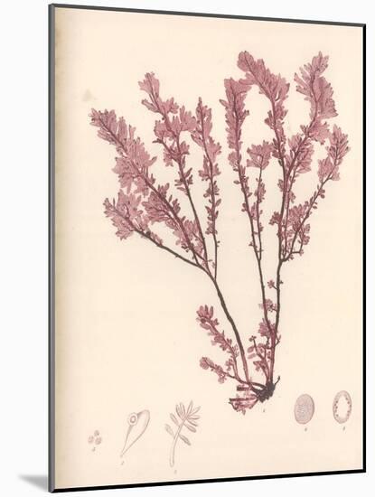 Red Botanical Study III-Kimberly Poloson-Mounted Art Print