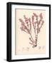 Red Botanical Study III-Kimberly Poloson-Framed Premium Giclee Print