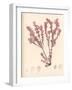 Red Botanical Study III-Kimberly Poloson-Framed Premium Giclee Print