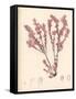 Red Botanical Study III-Kimberly Poloson-Framed Stretched Canvas