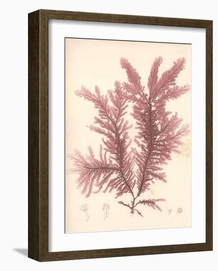 Red Botanical Study IV-Kimberly Poloson-Framed Premium Giclee Print