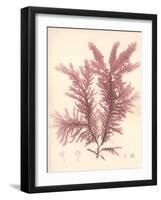 Red Botanical Study IV-Kimberly Poloson-Framed Premium Giclee Print