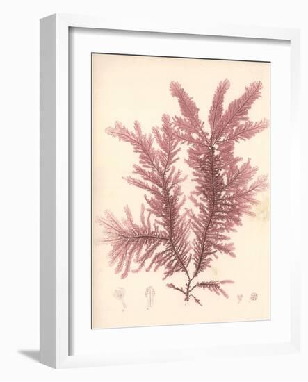 Red Botanical Study IV-Kimberly Poloson-Framed Premium Giclee Print