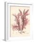 Red Botanical Study IV-Kimberly Poloson-Framed Premium Giclee Print