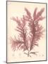 Red Botanical Study IV-Kimberly Poloson-Mounted Premium Giclee Print