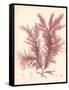 Red Botanical Study IV-Kimberly Poloson-Framed Stretched Canvas