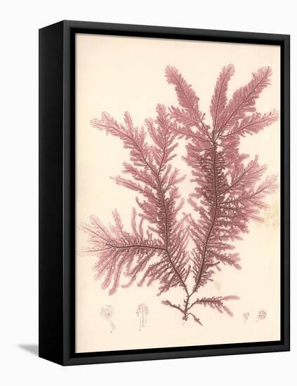 Red Botanical Study IV-Kimberly Poloson-Framed Stretched Canvas