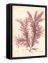 Red Botanical Study IV-Kimberly Poloson-Framed Stretched Canvas