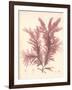 Red Botanical Study IV-Kimberly Poloson-Framed Art Print