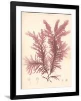 Red Botanical Study IV-Kimberly Poloson-Framed Art Print