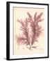 Red Botanical Study IV-Kimberly Poloson-Framed Art Print