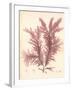 Red Botanical Study IV-Kimberly Poloson-Framed Premium Giclee Print
