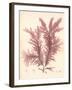 Red Botanical Study IV-Kimberly Poloson-Framed Premium Giclee Print