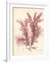 Red Botanical Study IV-Kimberly Poloson-Framed Premium Giclee Print