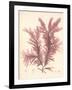 Red Botanical Study IV-Kimberly Poloson-Framed Premium Giclee Print