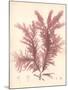 Red Botanical Study IV-Kimberly Poloson-Mounted Premium Giclee Print