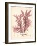 Red Botanical Study IV-Kimberly Poloson-Framed Art Print