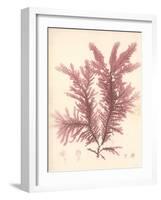 Red Botanical Study IV-Kimberly Poloson-Framed Art Print