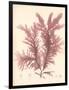 Red Botanical Study IV-Kimberly Poloson-Framed Art Print