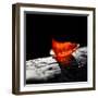 Red Bowl-Ursula Abresch-Framed Photographic Print