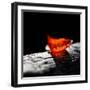 Red Bowl-Ursula Abresch-Framed Photographic Print