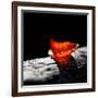 Red Bowl-Ursula Abresch-Framed Photographic Print