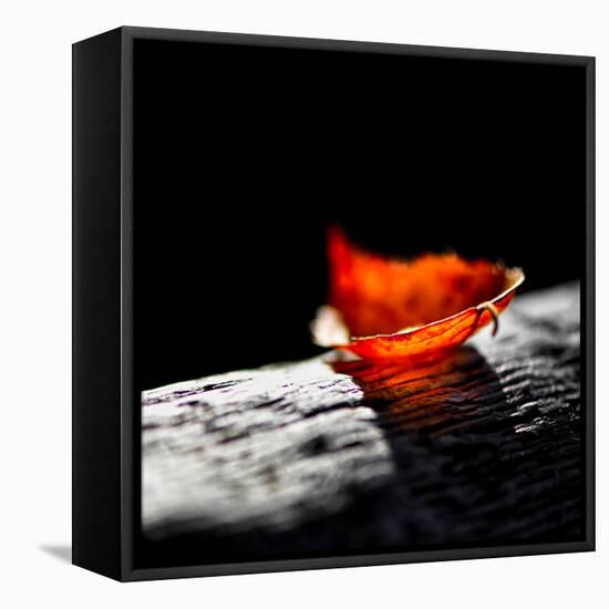 Red Bowl-Ursula Abresch-Framed Stretched Canvas