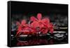 Red Branch Orchid Flower and Therapy Stones-crystalfoto-Framed Stretched Canvas