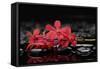 Red Branch Orchid Flower and Therapy Stones-crystalfoto-Framed Stretched Canvas