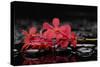 Red Branch Orchid Flower and Therapy Stones-crystalfoto-Stretched Canvas