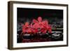 Red Branch Orchid Flower and Therapy Stones-crystalfoto-Framed Photographic Print