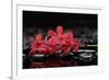 Red Branch Orchid Flower and Therapy Stones-crystalfoto-Framed Photographic Print